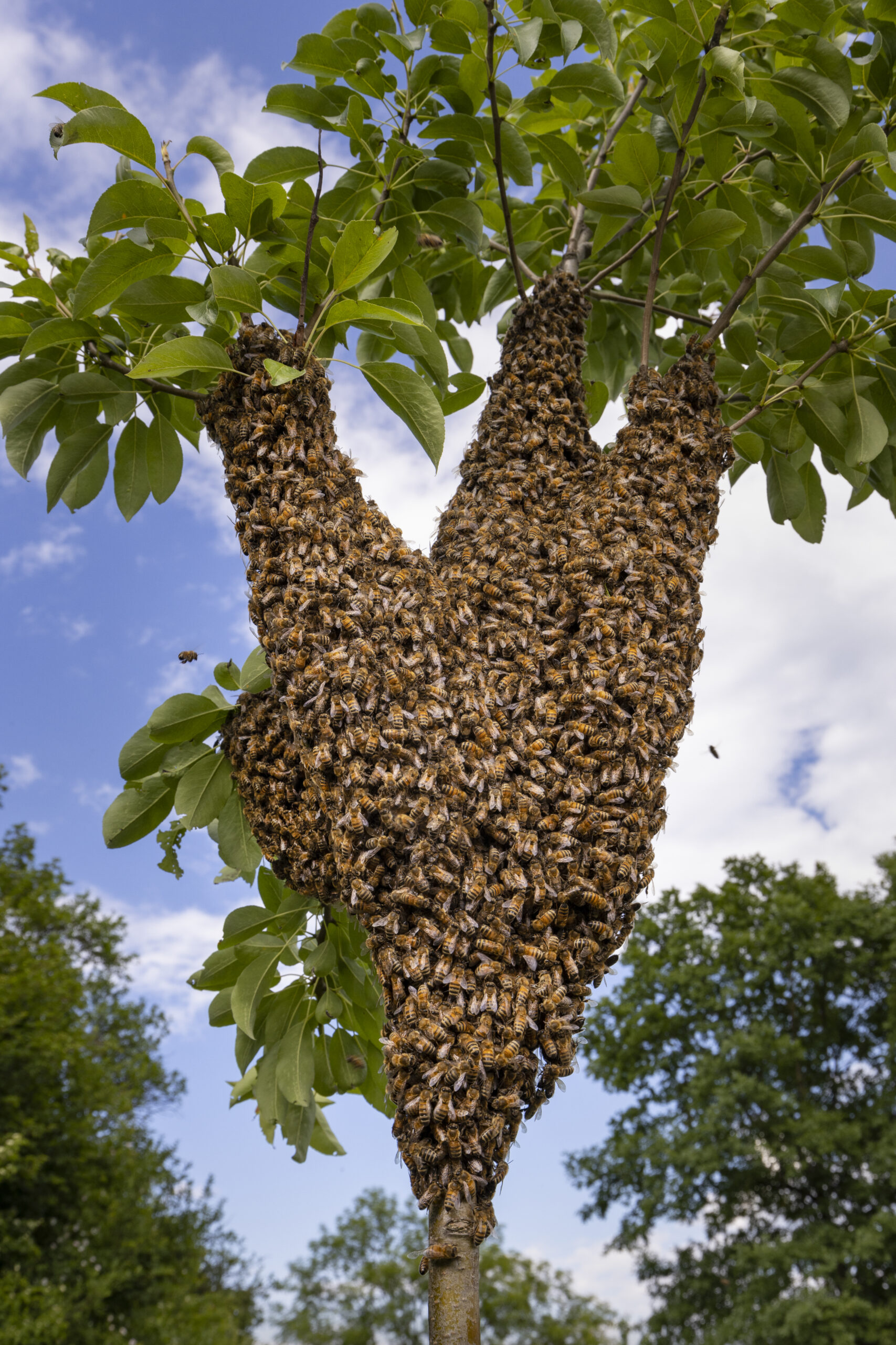 Heney Bee Swarm